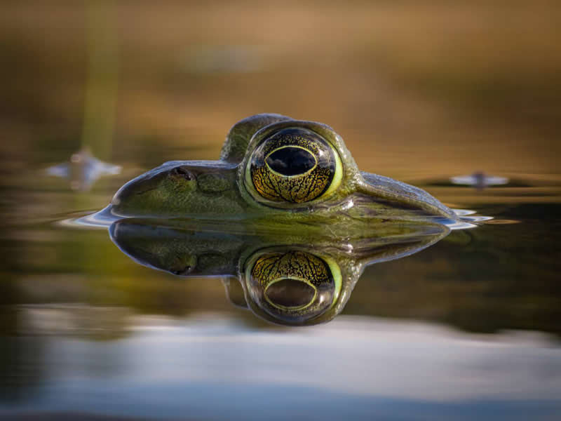 The Mobile Revolution: What the Winners of 35AWARDS Tell Us About the Future of Phone Cameras 50 A close-up view of a frog partially submerged in calm water, with its large golden eye prominently visible. The water creates a near-perfect reflection of the frog’s face, while the soft blurred background enhances the image’s detail, symmetry, and serene atmosphere.