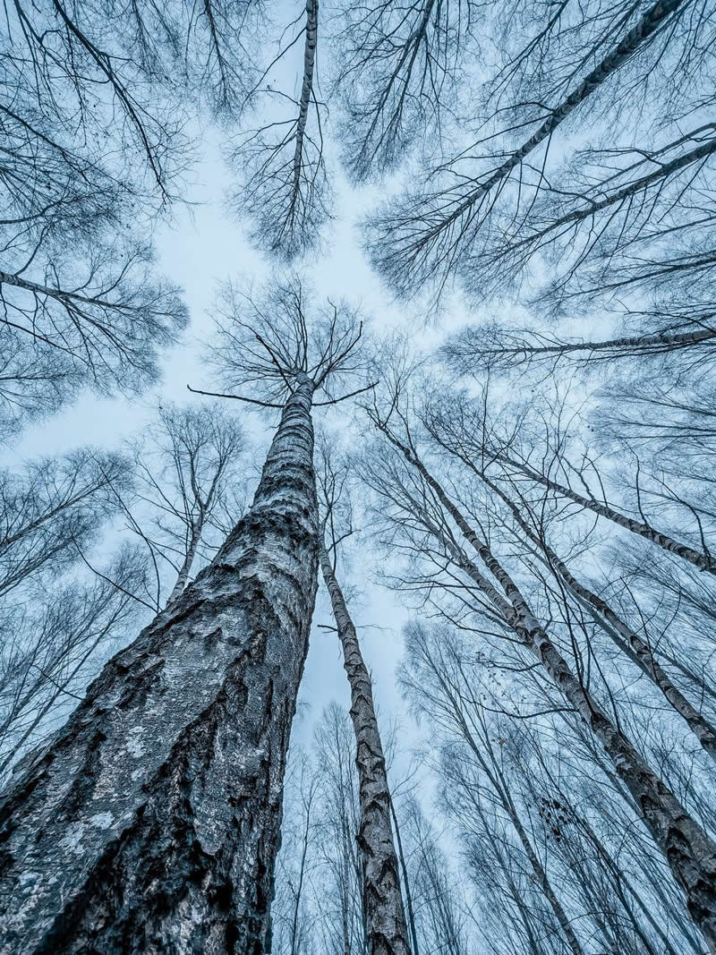 The Mobile Revolution: What the Winners of 35AWARDS Tell Us About the Future of Phone Cameras 51 An upward-looking view from the forest floor shows tall leafless trees stretching toward a pale winter sky. The trunks and branches converge around the center of the frame, creating dramatic perspective, natural symmetry, and a striking sense of height and depth.