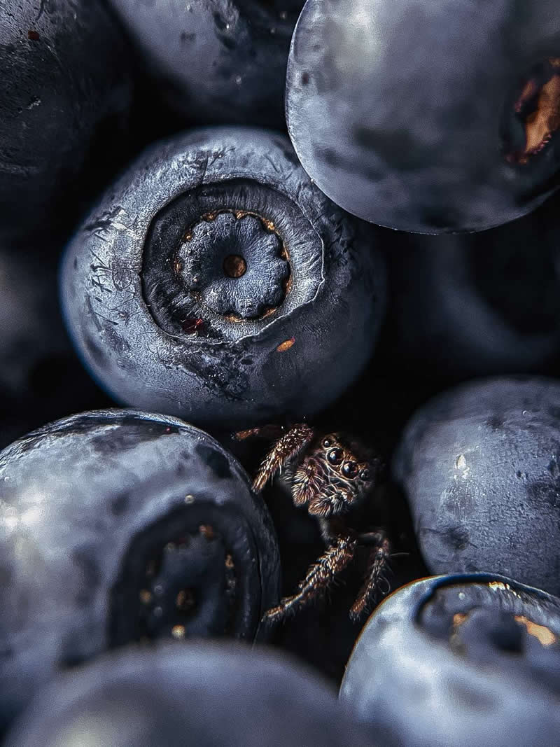 The Mobile Revolution: What the Winners of 35AWARDS Tell Us About the Future of Phone Cameras 53 A close-up macro image of several blueberries with a tiny spider peeking out from between them. The rich blue tones, intricate textures, and shallow depth of field emphasize the spider’s detailed features, creating a striking and unexpected natural composition.