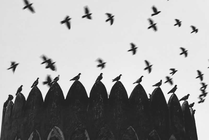 The Mobile Revolution: What the Winners of 35AWARDS Tell Us About the Future of Phone Cameras 33 Black-and-white image showing several birds perched on a row of pointed architectural structures while numerous birds fly across the bright sky above. The contrast between stillness and motion, combined with repeating shapes, creates a striking and minimalist composition.
