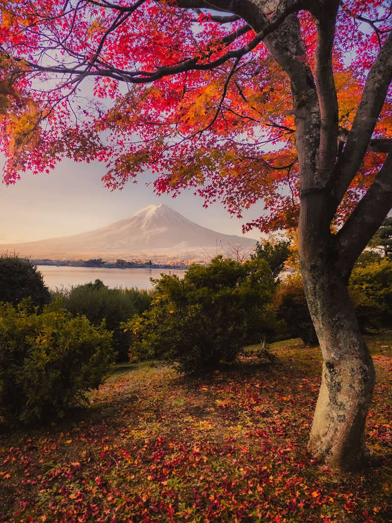 The Mobile Revolution: What the Winners of 35AWARDS Tell Us About the Future of Phone Cameras 37 A scenic autumn landscape featuring a large tree with vibrant red and orange leaves framing a distant snow-capped mountain across a calm lake. Fallen leaves cover the foreground, while warm light enhances the rich colors and peaceful atmosphere.