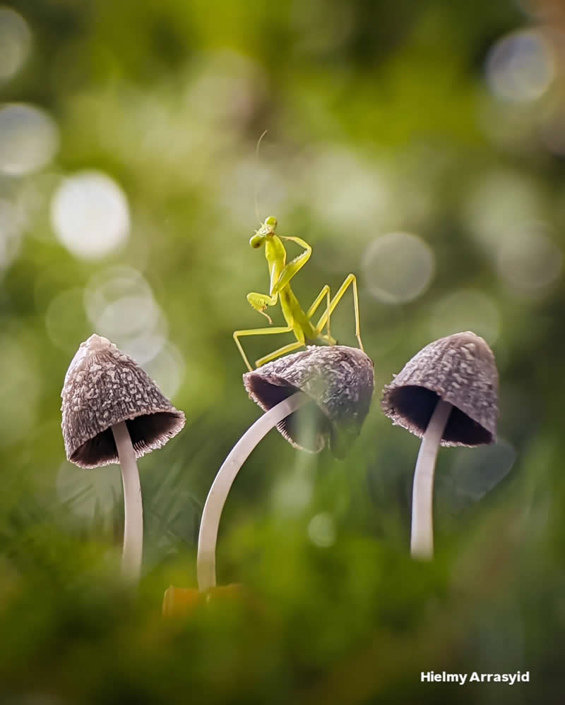 Macro Photography Captured with Smart Phone by Hielmy Arrasyid