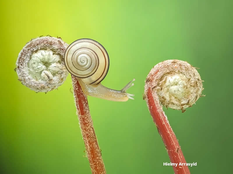Macro Photography Captured with Smart Phone by Hielmy Arrasyid