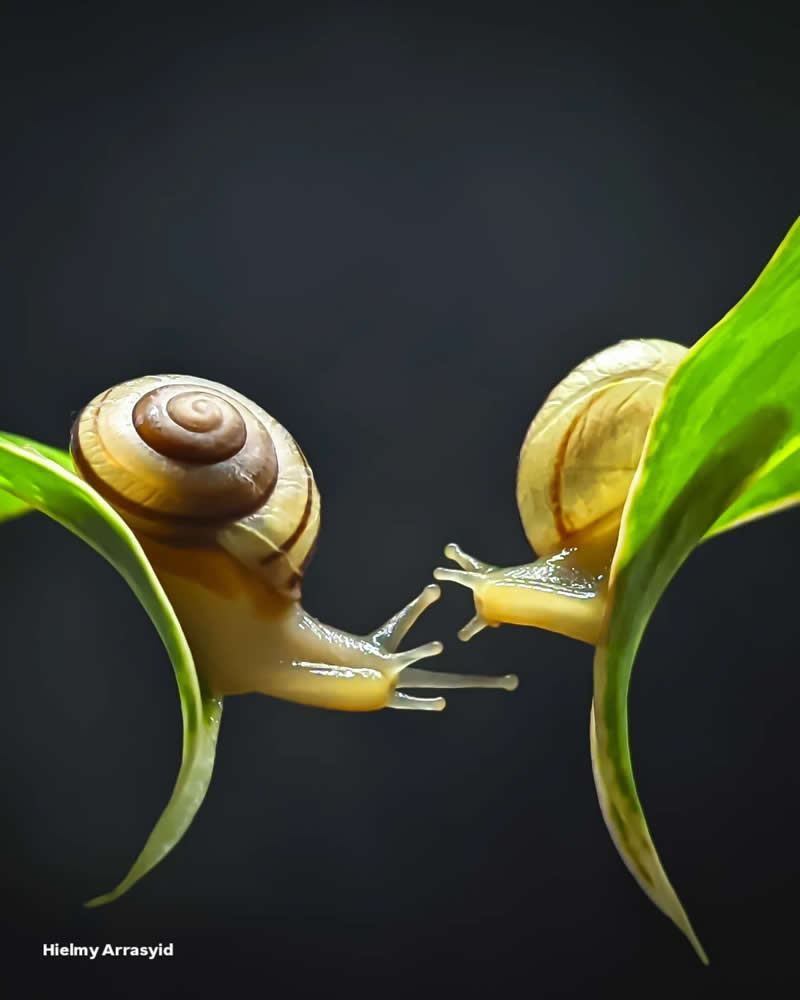 Macro Photography Captured with Smart Phone by Hielmy Arrasyid