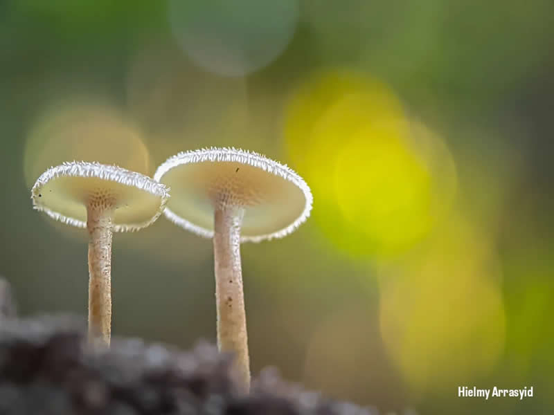 Macro Photography Captured with Smart Phone by Hielmy Arrasyid