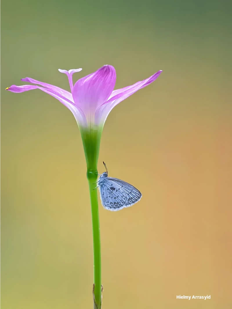 Macro Photography Captured with Smart Phone by Hielmy Arrasyid