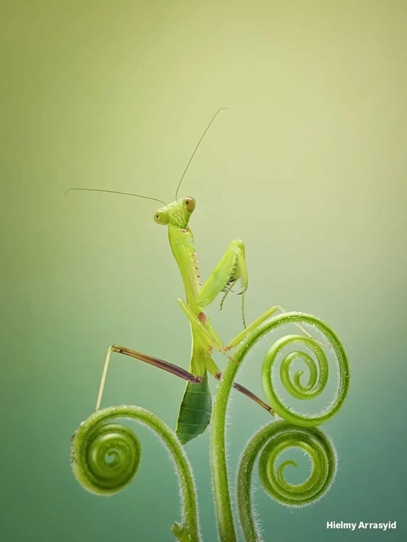Macro Photography Captured with Smart Phone by Hielmy Arrasyid