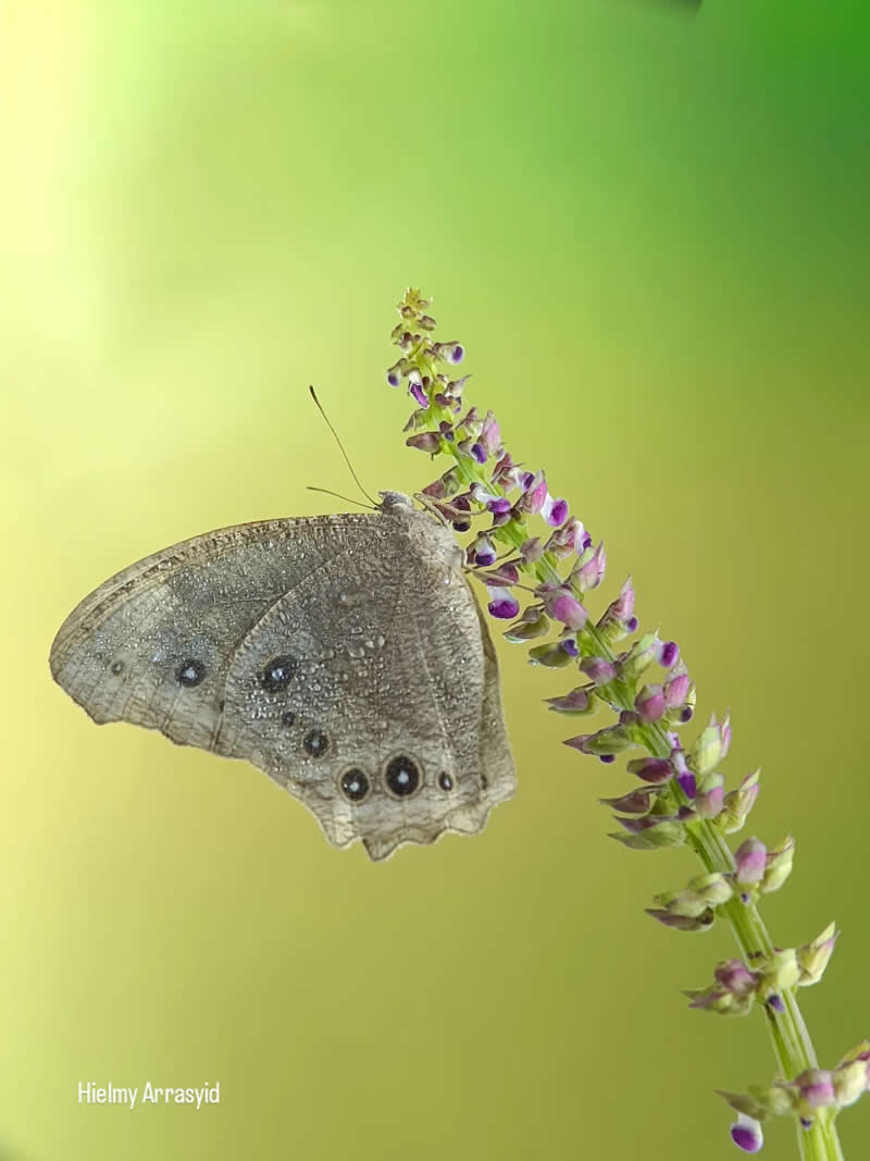 Macro Photography Captured with Smart Phone by Hielmy Arrasyid