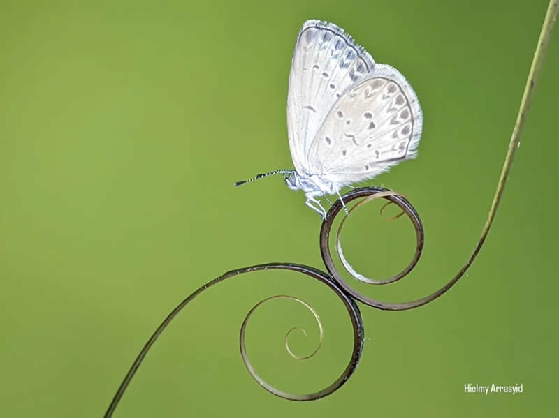 Macro Photography Captured with Smart Phone by Hielmy Arrasyid