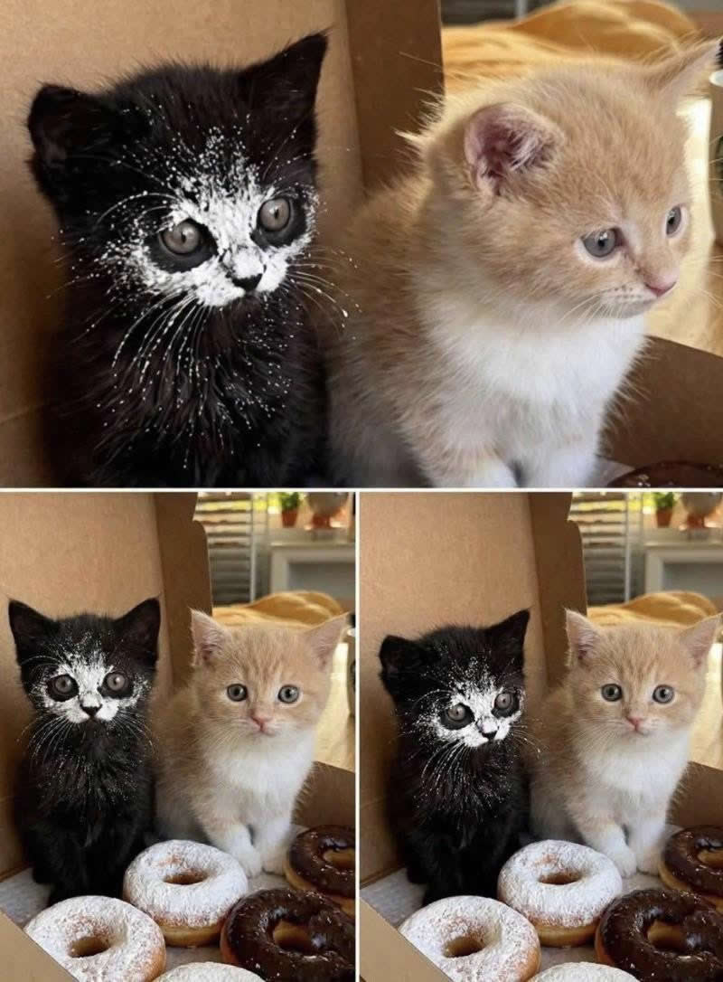 Too Cute to Handle: 35 Animal Photos That Perfectly Capture Everyday Chaos 39 Two adorable kittens sit inside an open donut box, with the black kitten hilariously covered in powdered sugar while the cream-colored kitten looks completely innocent. The untouched donuts in front make the messy little "suspect" look irresistibly guilty.