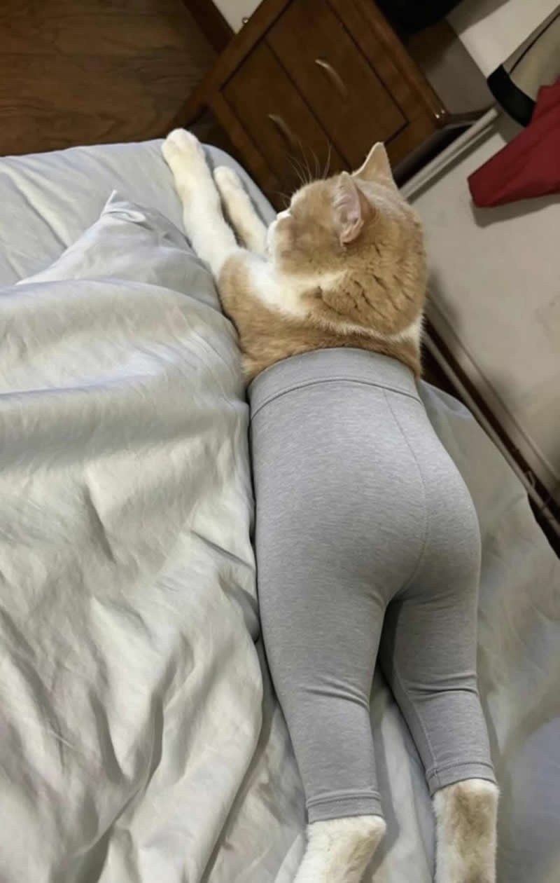 Too Cute to Handle: 35 Animal Photos That Perfectly Capture Everyday Chaos 48 A cream-colored cat lounges comfortably on a bed while wearing snug gray leggings on its hind legs, creating a hilariously human-like appearance. The playful outfit makes the relaxed feline look like it's taking a lazy day off after a workout.