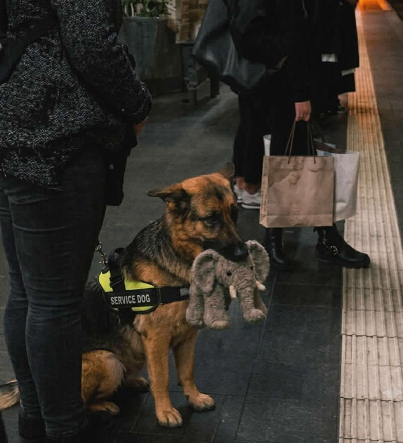 Too Cute to Handle: 35 Animal Photos That Perfectly Capture Everyday Chaos 49 A loyal German Shepherd service dog waits patiently on a train platform while gently carrying a small gray elephant plush toy in its mouth. The heartwarming and funny contrast between the hardworking service dog and its favorite stuffed companion makes the moment irresistibly adorable.