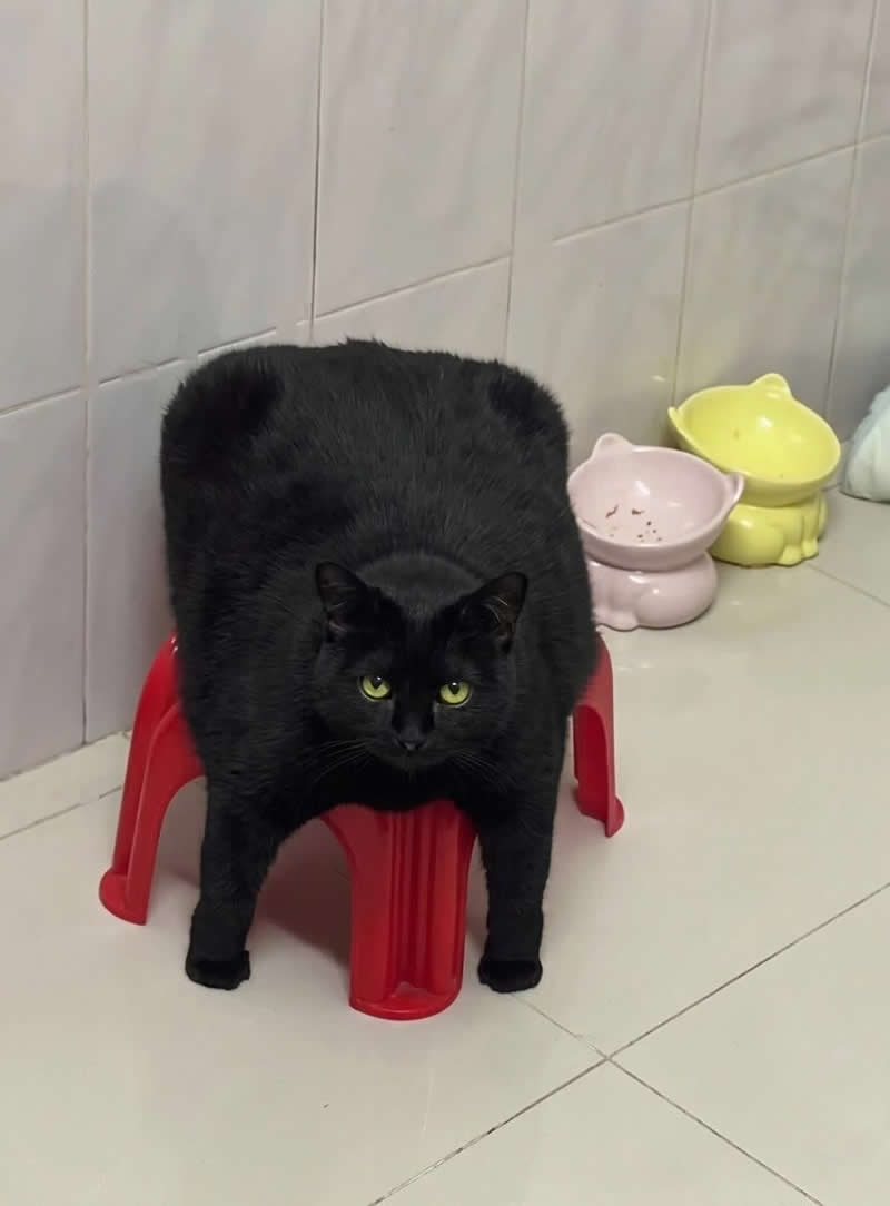 Too Cute to Handle: 35 Animal Photos That Perfectly Capture Everyday Chaos 51 A chunky black cat sits on a small red plastic stool, its fluffy body overflowing the sides and creating the perfect "cat loaf" shape. With bright green eyes and a serious expression, the oversized feline looks both majestic and hilariously squished.
