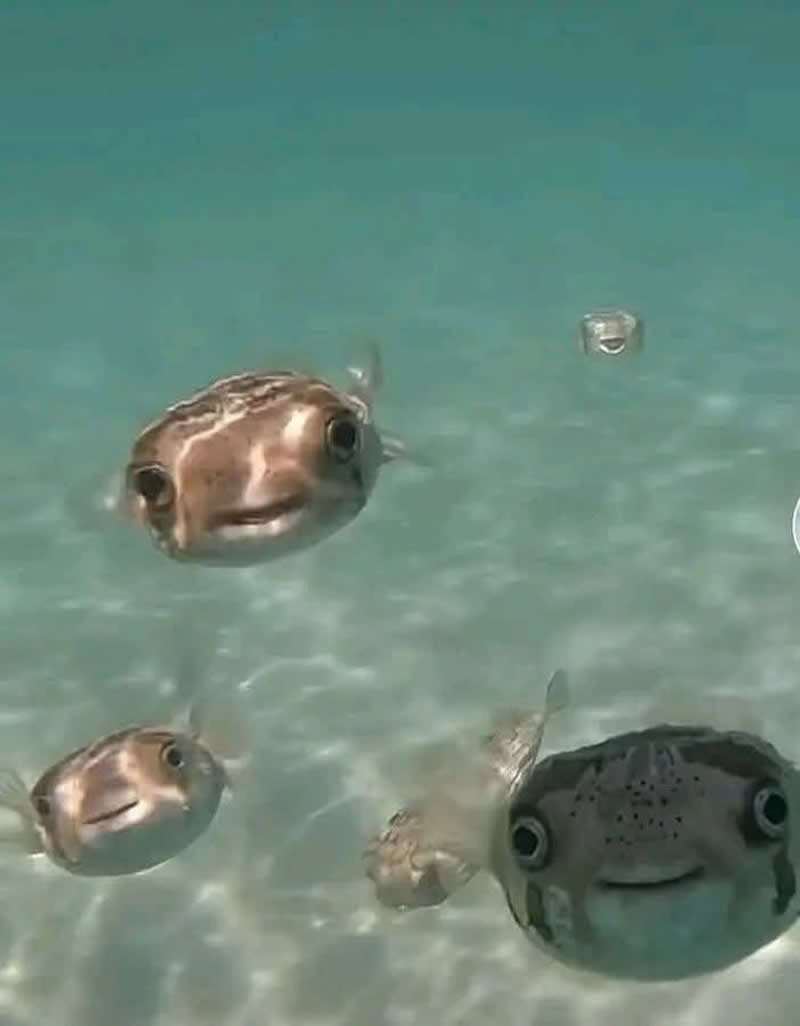 Too Cute to Handle: 35 Animal Photos That Perfectly Capture Everyday Chaos 52 A group of adorable pufferfish swims through crystal-clear turquoise water, each wearing what looks like a tiny smile. Their curious faces and wide eyes make the scene look like an underwater family posing happily for a group selfie.