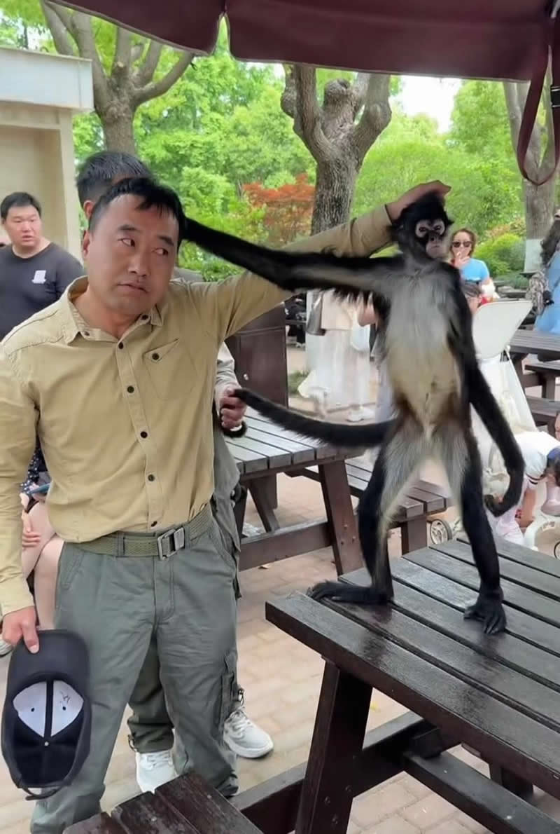 Too Cute to Handle: 35 Animal Photos That Perfectly Capture Everyday Chaos 54 A long-armed monkey playfully stretches a man's hair while standing on a picnic table in a park. The man's amused but helpless expression, combined with curious onlookers in the background, creates a hilarious and unforgettable wildlife encounter.