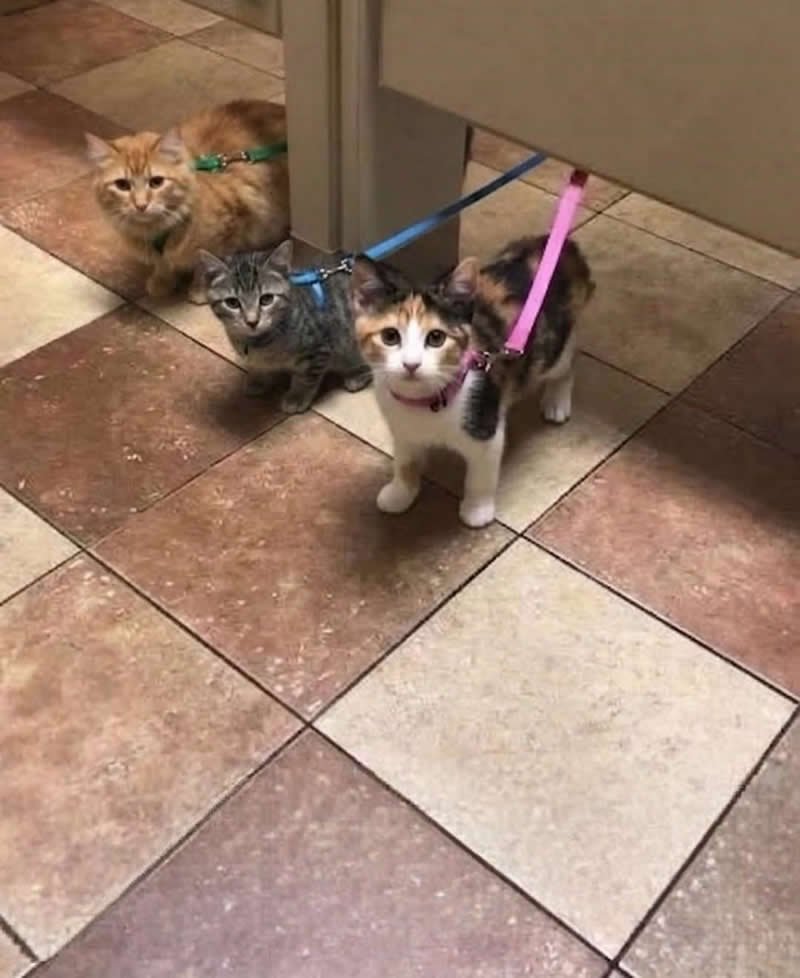Too Cute to Handle: 35 Animal Photos That Perfectly Capture Everyday Chaos 55 Three adorable kittens wearing colorful harnesses and leashes peek out from behind a counter, staring curiously toward the camera. Their wide-eyed expressions make it look like a tiny class of kittens has wandered off during an adventure, creating an irresistibly cute and funny scene.