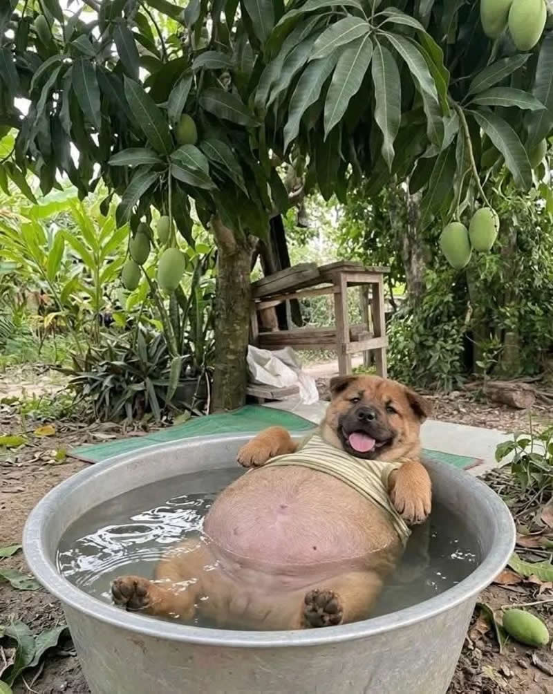 Too Cute to Handle: 35 Animal Photos That Perfectly Capture Everyday Chaos 56 A chubby, happy puppy wearing a striped shirt lounges in a large metal tub filled with water beneath a mango tree. With its round belly floating, paws stretched out, and tongue hanging in a joyful grin, the adorable pup looks like it's enjoying the ultimate backyard spa day.