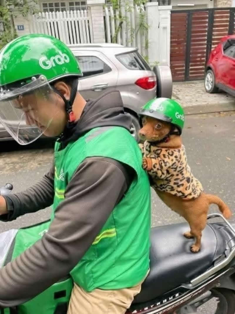 Too Cute to Handle: 35 Animal Photos That Perfectly Capture Everyday Chaos 57 A tiny dog wearing a green delivery helmet and a leopard-print sweater stands on the back of a delivery scooter, holding onto the rider like a professional passenger. The adorable pup looks completely ready for another day of making deliveries alongside its human.