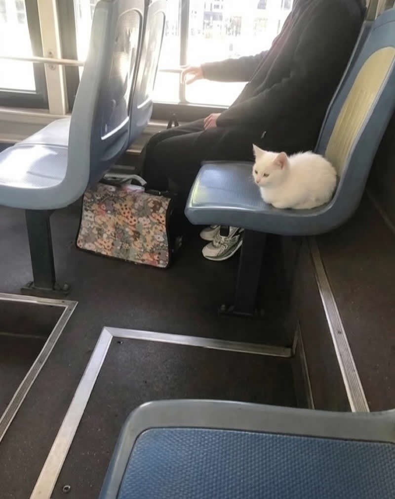 Too Cute to Handle: 35 Animal Photos That Perfectly Capture Everyday Chaos 40 A fluffy white kitten sits comfortably on a bus seat beside a passenger, looking perfectly content as if it's commuting home after a long day. The adorable scene makes it seem like the tiny feline has claimed its own seat for the ride.