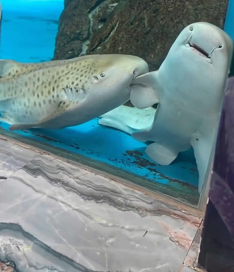 Too Cute to Handle: 35 Animal Photos That Perfectly Capture Everyday Chaos 58 Two adorable sharks press close together inside an aquarium, with one appearing to gently nibble or whisper into the other's fin while the second shark wears a hilariously goofy smile. Their expressions make the scene look like an underwater friendship full of jokes and playful gossip.