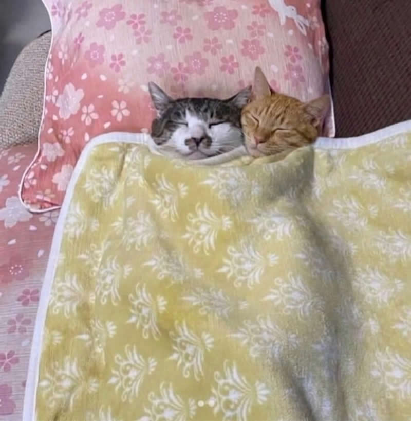 Too Cute to Handle: 35 Animal Photos That Perfectly Capture Everyday Chaos 59 Two adorable cats sleep peacefully side by side under a cozy yellow blanket, resting on soft pillows with their eyes closed. Snuggled together like a couple sharing the bed, the heartwarming scene is irresistibly cute and full of cozy charm.