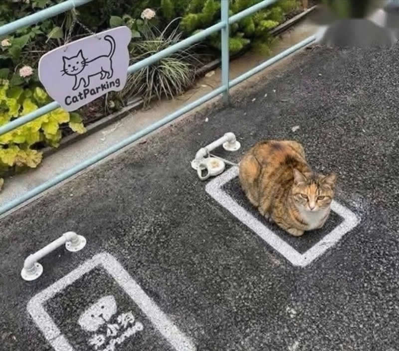 Too Cute to Handle: 35 Animal Photos That Perfectly Capture Everyday Chaos 60 A calico cat sits perfectly inside a painted parking space beneath a sign reading "Cat Parking." Curled up like it belongs there, the confident feline hilariously looks as though it followed the rules and claimed its designated parking spot.