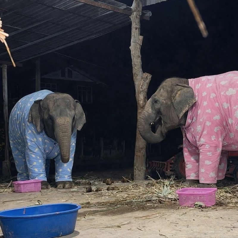 Too Cute to Handle: 35 Animal Photos That Perfectly Capture Everyday Chaos 61 Two adorable elephants stand side by side at night wearing cozy full-body pajamas—one in blue and the other in pink with floral patterns. The charming bedtime outfits make the gentle giants look like they're ready for the world's cutest sleepover.