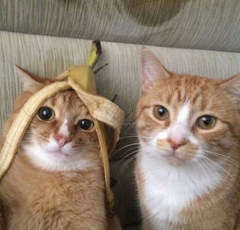 Too Cute to Handle: 35 Animal Photos That Perfectly Capture Everyday Chaos 62 Two orange-and-white cats sit side by side on a couch, with one hilariously wearing a half-peeled banana like a hat while the other stares calmly at the camera. Their priceless expressions make the silly fruit fashion look oddly natural and irresistibly funny.