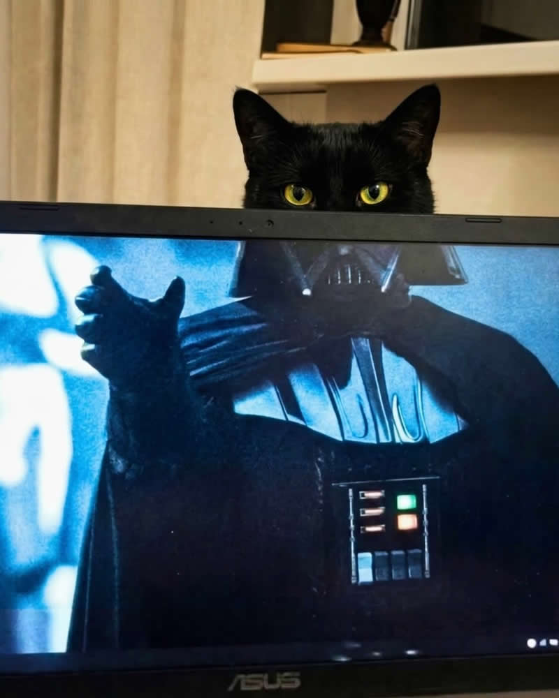 Too Cute to Handle: 35 Animal Photos That Perfectly Capture Everyday Chaos 63 A sleek black cat peeks over the top of a laptop screen displaying a scene of Darth Vader, with only its bright yellow eyes and pointed ears visible. The perfect alignment makes the cat look like the adorable feline version of the iconic Star Wars villain.