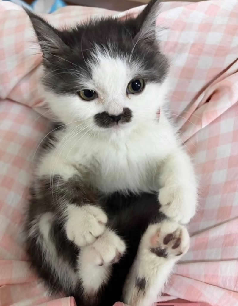 Too Cute to Handle: 35 Animal Photos That Perfectly Capture Everyday Chaos 64 A fluffy black-and-white kitten lies comfortably on a pink checkered blanket, showing off an adorable black mustache-shaped marking beneath its tiny nose. With round eyes, soft paws, and a serious little expression, the kitten looks like the world's cutest miniature gentleman.