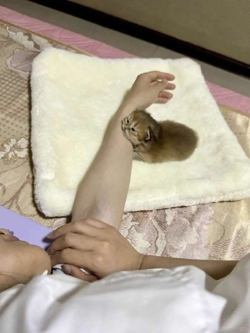 Too Cute to Handle: 35 Animal Photos That Perfectly Capture Everyday Chaos 65 A tiny golden kitten curls up around a person's wrist on a soft white blanket, hugging the arm like the cutest living bracelet. The sleepy little furball looks completely content, creating an irresistibly sweet and funny moment of tiny-cat affection.