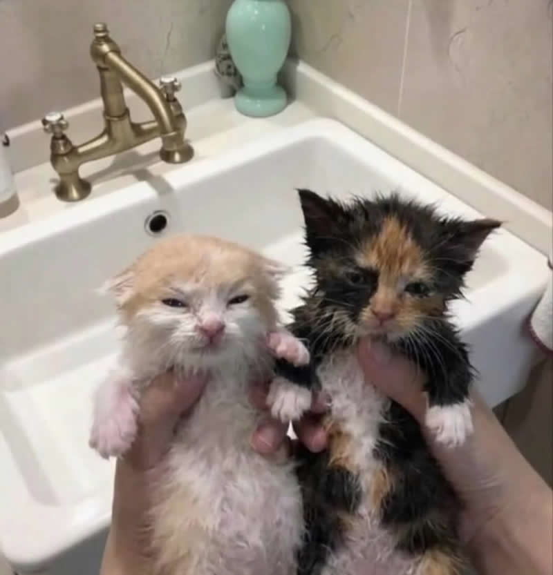 Too Cute to Handle: 35 Animal Photos That Perfectly Capture Everyday Chaos 66 Two soaking-wet kittens are being held above a bathroom sink after a bath, both wearing hilariously grumpy expressions. Their tiny soggy fur and unimpressed faces make it look like they've unanimously decided that bath time is the worst invention ever.