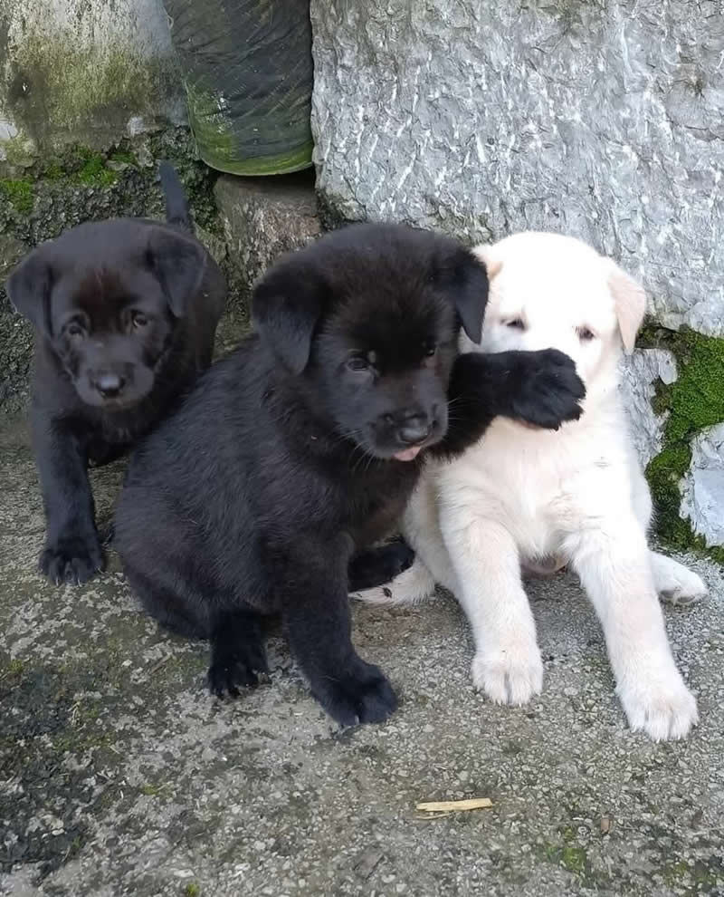 Too Cute to Handle: 35 Animal Photos That Perfectly Capture Everyday Chaos 67 Three adorable puppies sit together outdoors, with one mischievous black puppy playfully covering the eyes of a white puppy using its paw while another black puppy looks on. The hilarious moment perfectly captures playful sibling antics and irresistible puppy charm.