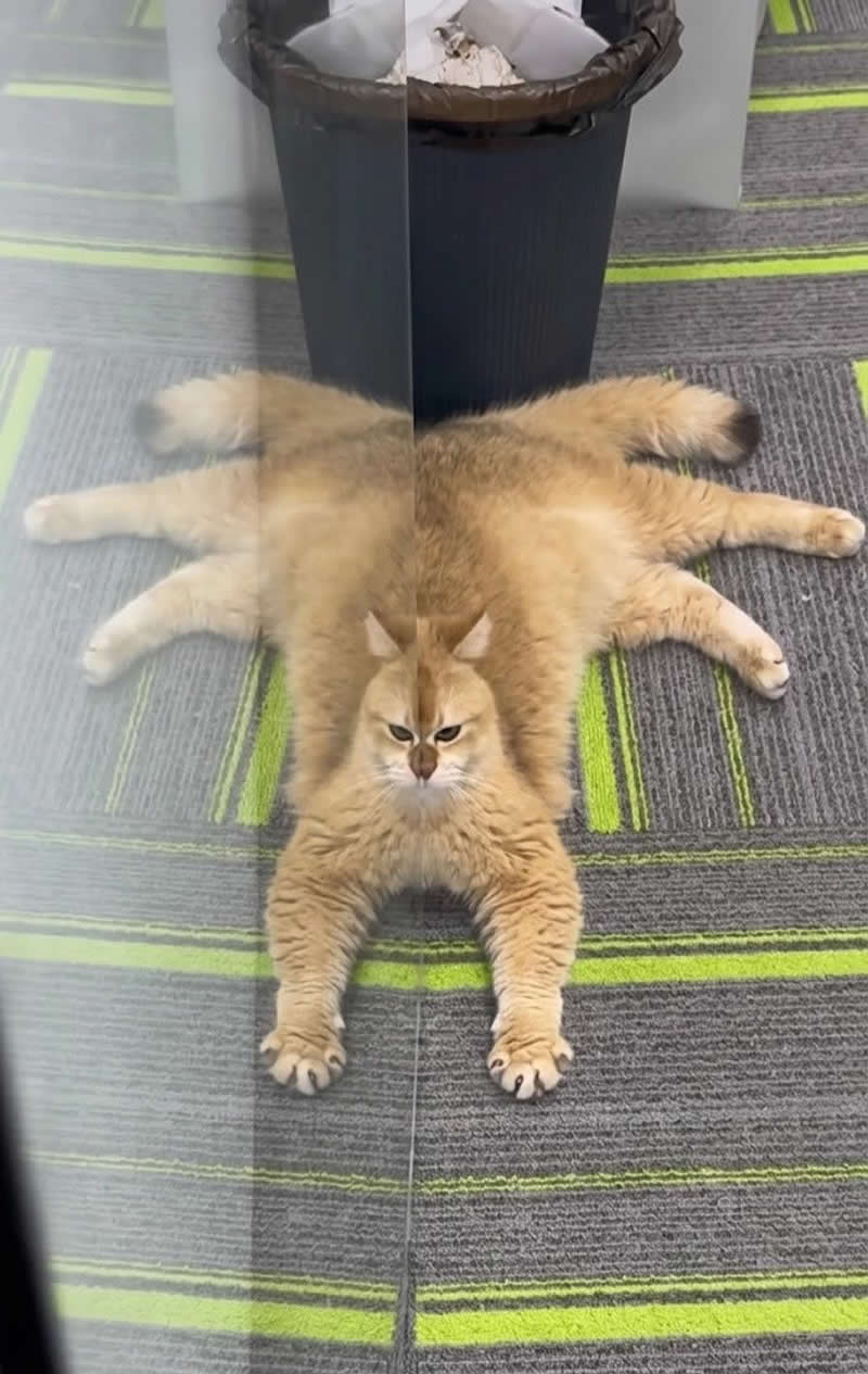 Too Cute to Handle: 35 Animal Photos That Perfectly Capture Everyday Chaos 41 A fluffy golden cat lies completely sprawled out on a carpet with all four legs stretched wide, looking hilariously like a luxurious fur rug. Its serious expression only makes the oversized, flattened pose even funnier and more adorable.