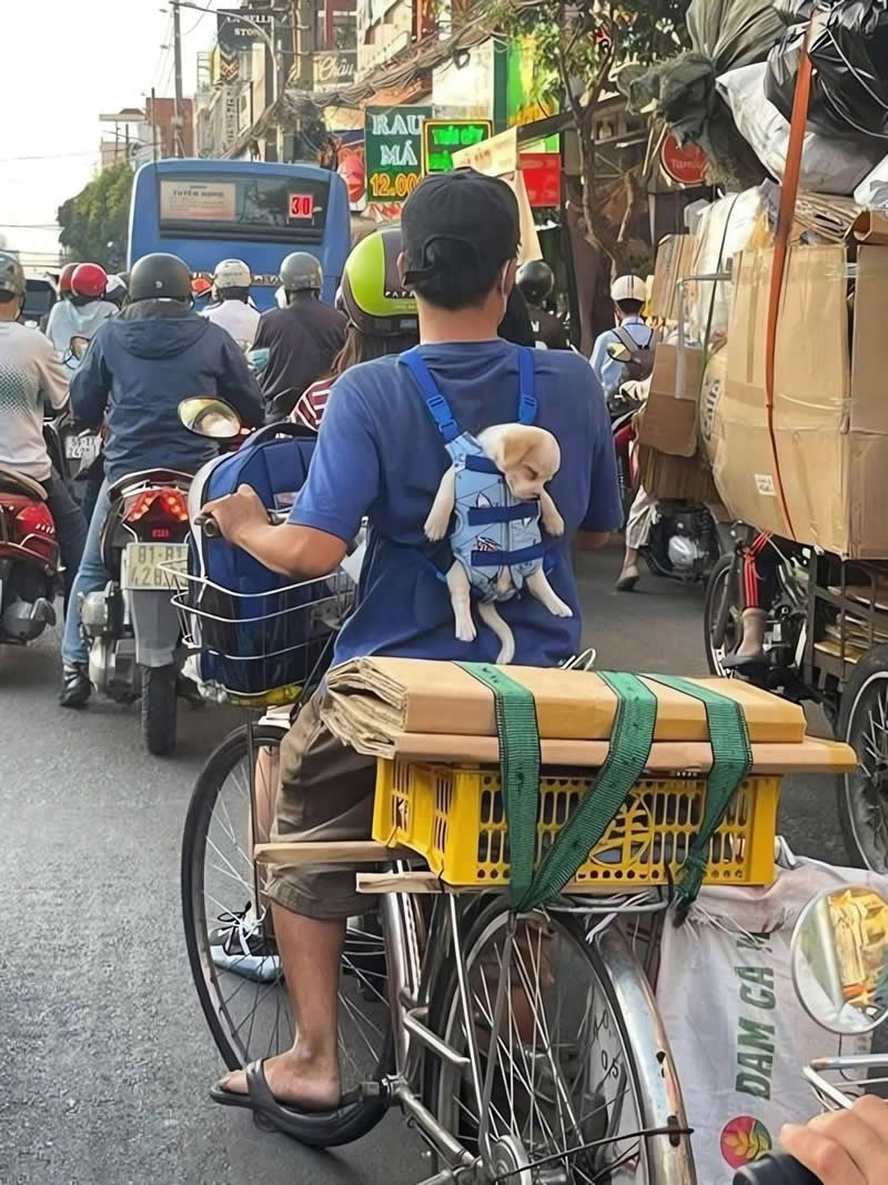 Too Cute to Handle: 35 Animal Photos That Perfectly Capture Everyday Chaos 68 A tiny puppy rides comfortably in a front-facing pet carrier strapped to a cyclist's back while weaving through busy city traffic. With sleepy eyes and floppy paws hanging out, the adorable little passenger looks like the world's cutest commuting companion.