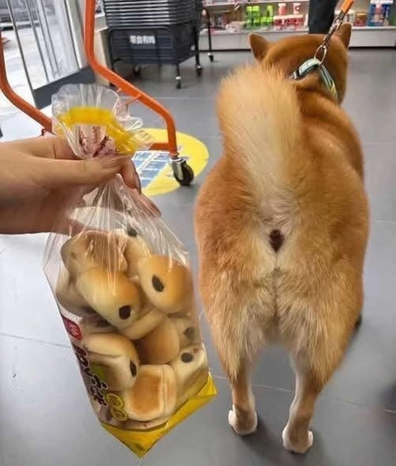 Too Cute to Handle: 35 Animal Photos That Perfectly Capture Everyday Chaos 71 A fluffy Shiba Inu stands in a store with its curled tail raised, while someone holds a bag of small round bread rolls beside it. The dog's perfectly golden, rounded backside hilariously resembles the soft buns, creating a funny side-by-side comparison that's impossible to unsee.