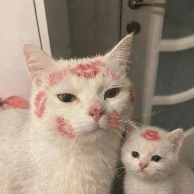 Too Cute to Handle: 35 Animal Photos That Perfectly Capture Everyday Chaos 72 A white mother cat and her tiny kitten sit together with bright pink lipstick kiss marks stamped across their faces and fur. Their adorably unimpressed expressions make it look like they survived an overenthusiastic cuddle session and are questioning every life choice that led to it.