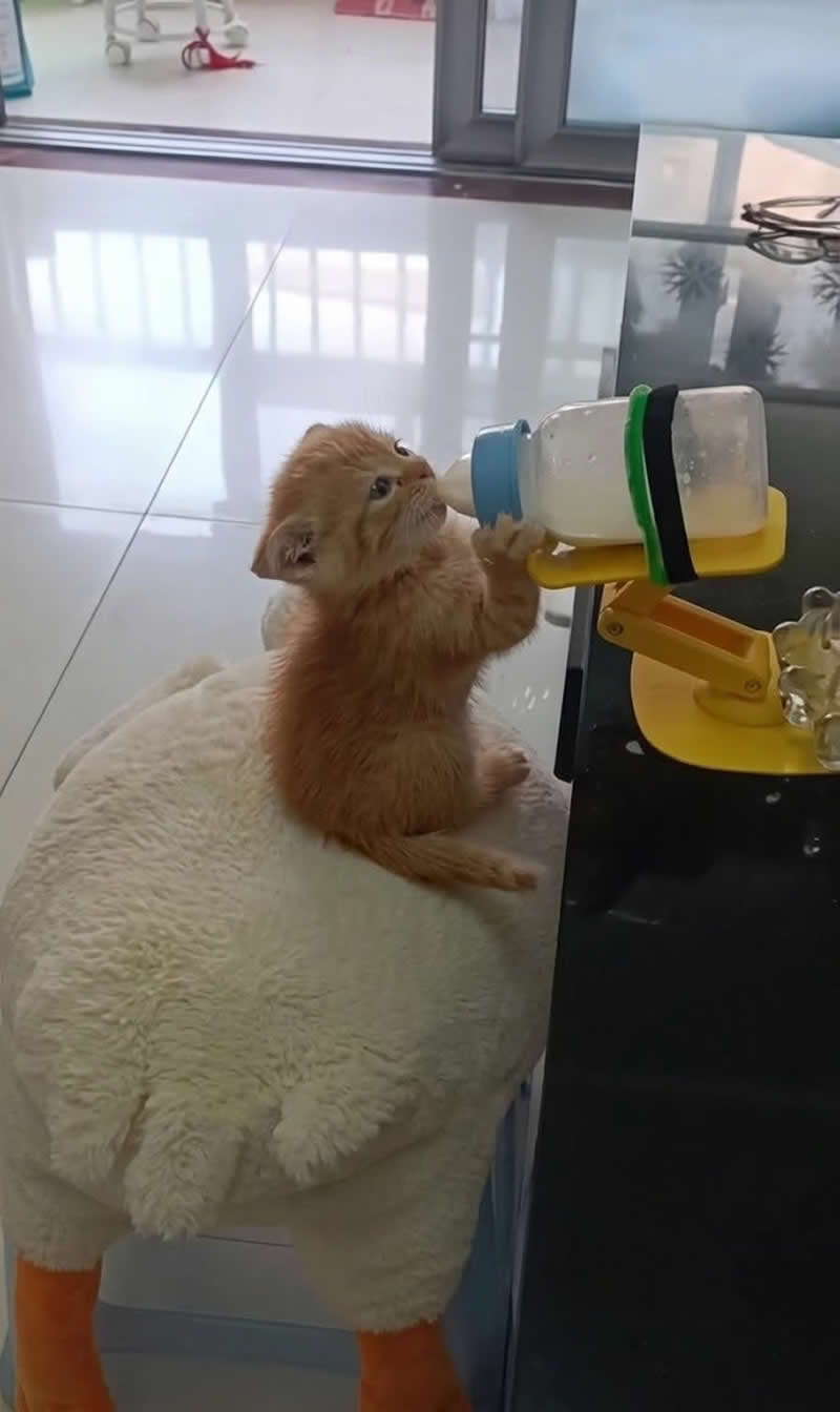 Too Cute to Handle: 35 Animal Photos That Perfectly Capture Everyday Chaos 42 A tiny orange kitten sits upright on a fluffy stool, gripping a baby bottle mounted on a feeding stand with its little paws. The adorable scene makes the kitten look like it's enjoying a well-earned snack with complete determination.