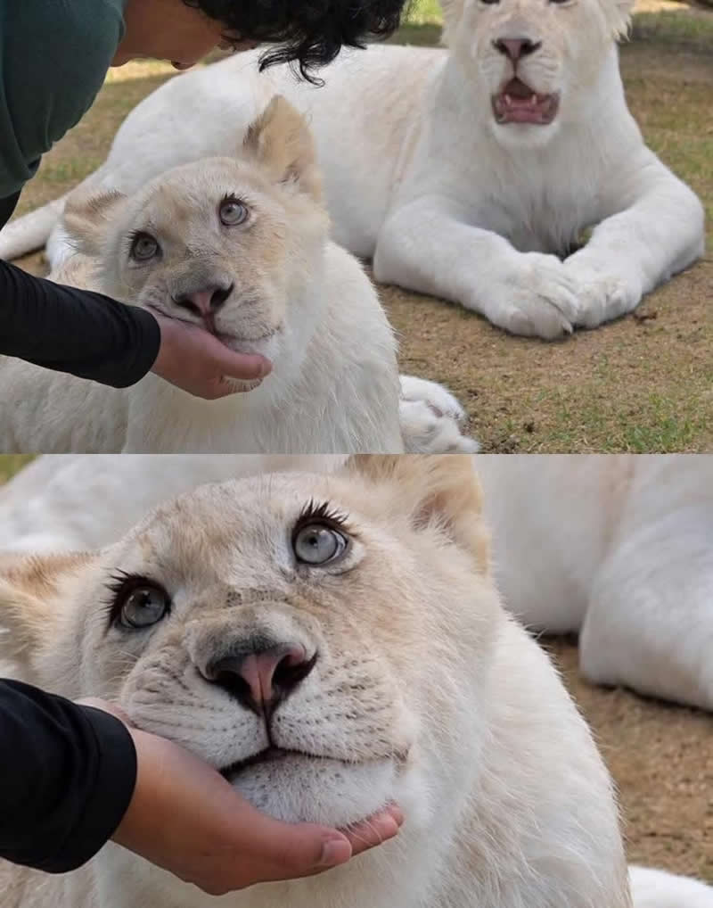 Too Cute to Handle: 35 Animal Photos That Perfectly Capture Everyday Chaos 43 A young white lion lovingly rests its chin in a person's hand while another white lion in the background stares with a hilariously shocked expression. The adorable moment looks like a jealous sibling watching someone else get all the attention.