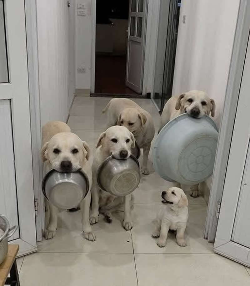 Too Cute to Handle: 35 Animal Photos That Perfectly Capture Everyday Chaos 44 Five adorable Labrador Retrievers gather in a hallway, with four adult dogs proudly carrying bowls and basins in their mouths while a tiny puppy looks up excitedly beside them. The hilarious scene resembles a well-organized dinner crew eagerly waiting for mealtime.