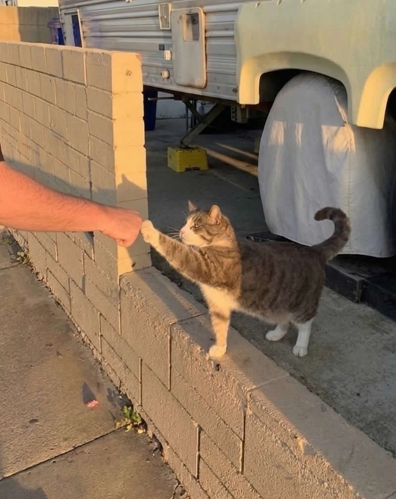 Too Cute to Handle: 35 Animal Photos That Perfectly Capture Everyday Chaos 45 A friendly gray-and-white tabby cat stands on a low wall, reaching out with its paw to give a person a fist bump. Bathed in warm golden-hour light, the adorable moment looks like a formal handshake between two best friends.
