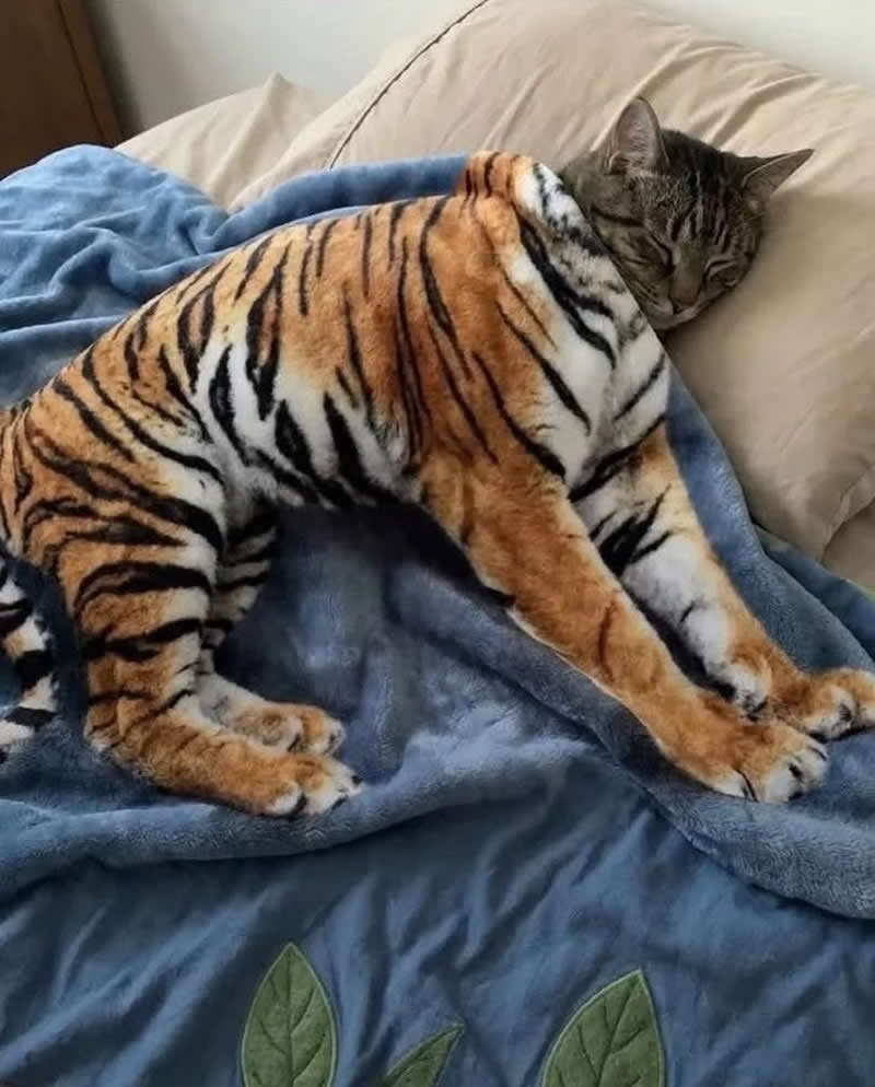 Too Cute to Handle: 35 Animal Photos That Perfectly Capture Everyday Chaos 46 A sleepy gray tabby cat is tucked beneath a tiger-shaped blanket on a bed, creating the hilarious illusion of a tiny house cat with the body of a giant tiger. The cozy and clever scene is both adorable and laugh-out-loud funny.