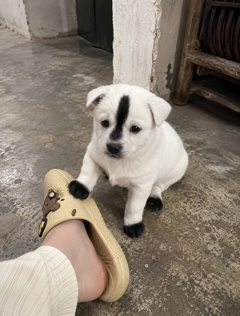 Too Cute to Handle: 35 Animal Photos That Perfectly Capture Everyday Chaos 47 A tiny white puppy with a bold black stripe running down the center of its head and black-tipped paws sits beside a person's slipper, looking adorably curious. The unique markings make the pup resemble a miniature skunk, adding an extra dose of charm and humor.