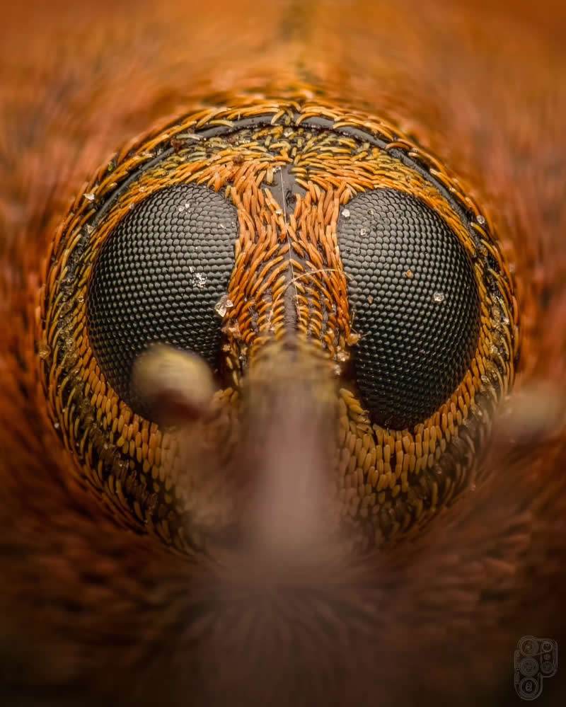 Extreme close-up macro portrait of an insect's face, highlighting its large compound eyes, intricate orange and brown patterns, and fine surface textures with exceptional detail against a softly blurred background.