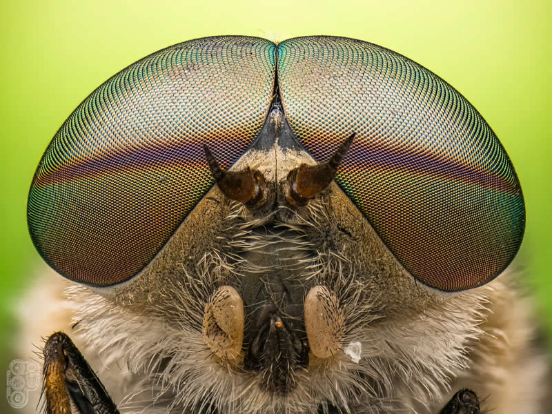 Extreme close-up macro photograph of a hoverfly's face, highlighting its massive iridescent compound eyes, fine facial hairs, antennae, and intricate textures against a soft green blurred background.