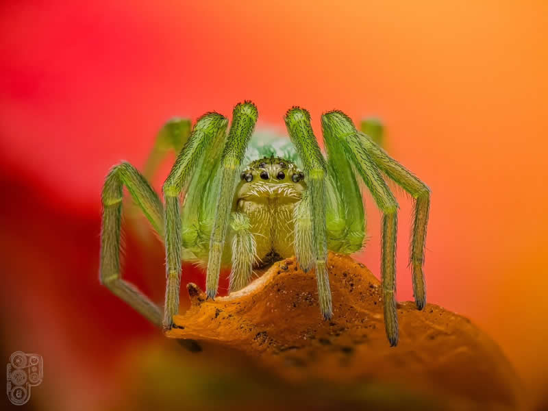 Extreme close-up macro photograph of a bright green spider perched on an orange flower petal, showcasing its delicate legs, tiny eyes, and fine hairs against a vivid red and orange blurred background.
