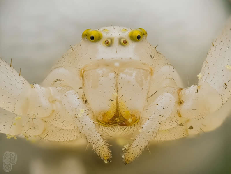 Extreme close-up macro photograph of a translucent white crab spider facing the camera, highlighting its tiny yellow eyes, delicate legs, fine hairs, and intricate body textures against a soft pale background.