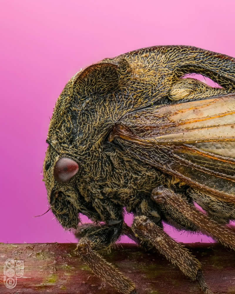 Close-up macro photograph of a small, fuzzy brown insect with folded wings perched on a twig, photographed in side profile against a vibrant pink background, highlighting intricate body textures and delicate details.