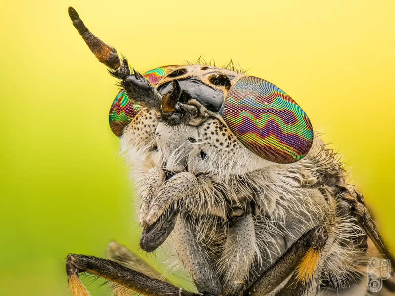 Extreme close-up macro photograph of a robber fly with iridescent rainbow-colored compound eyes, raised antenna, and fine body hairs, captured against a soft yellow-green background with exceptional detail.