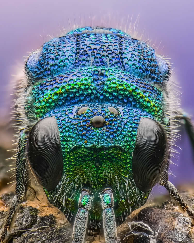 Extreme close-up macro photograph of a metallic blue and green jewel wasp with large black compound eyes, photographed head-on against a soft purple background, revealing intricate textures and brilliant iridescent colors.